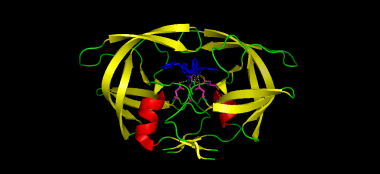 HIV.protease.front   -  (Pymol)