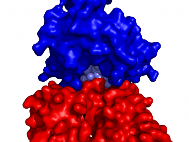 HLAAblue.TCRred.Peptidlblue   -  (Pymol)