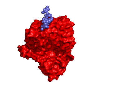 TCRred.Peptidlblue   -  (Pymol)