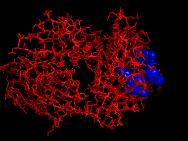 Hla-a.eppstein.barr.virus.peptid   -  (Pymol)