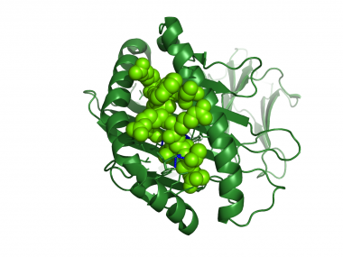 Ligand.eppstein.barr.virus.peptid.hla-a.mhc.green2   -  (Pymol)