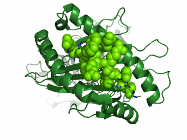 Ligand.eppstein.barr.virus.peptid.hla-a.mhc.gruen2rb   -  (Pymol)