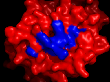 Ligand.eppstein.barr.virus.peptid.hla-a   -  (Pymol)