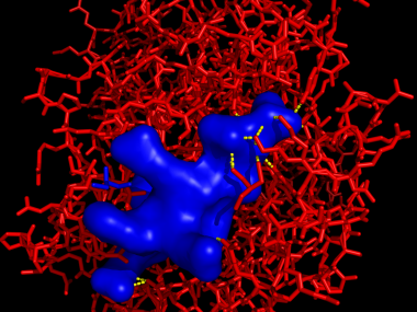 Ligand.eppstein.barr.virus.peptid.hla-a.mhc.surface   -  (Pymol)