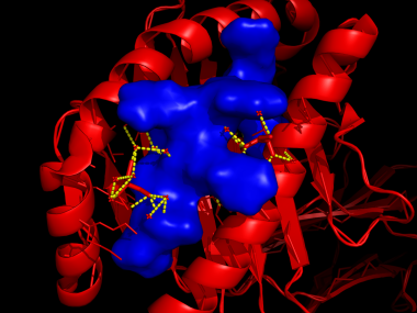 Ligand.eppstein.barr.virus.peptid.hla-a   -  (Pymol)